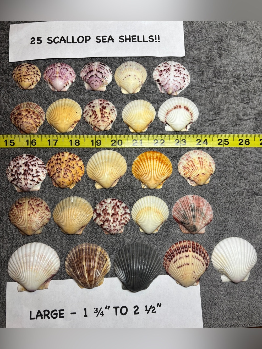 25 Sanibel Island Scallop Shells! Large Sz Assorted
Collection in multi colors.